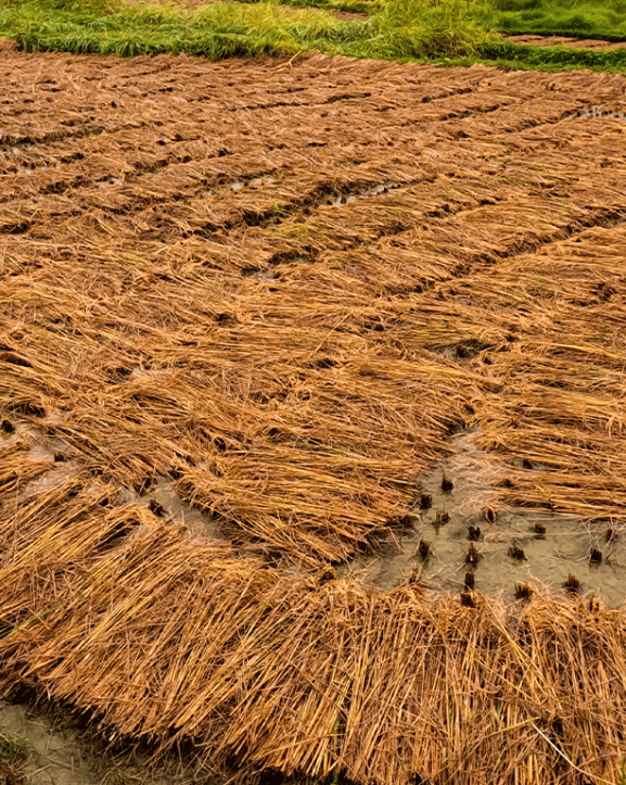 नवलपुरमा वर्षाले एक करोड ८० लाख बराबरको धानमा क्षति