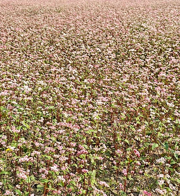 बाँझो जमिन उपयोग गरेर फलाइयो तिते फापर