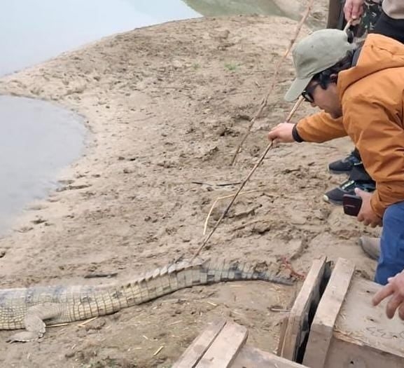 बबई नदीमा १० वटा घडियाल गोहीका बच्चा छाडियो