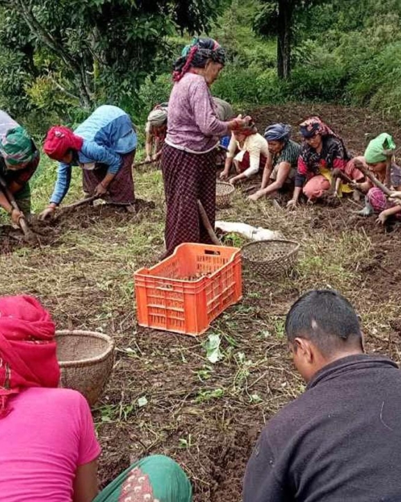 बागलुङमा आलुखेती विस्तार : गतवर्ष अर्ब बढीको उत्पादन