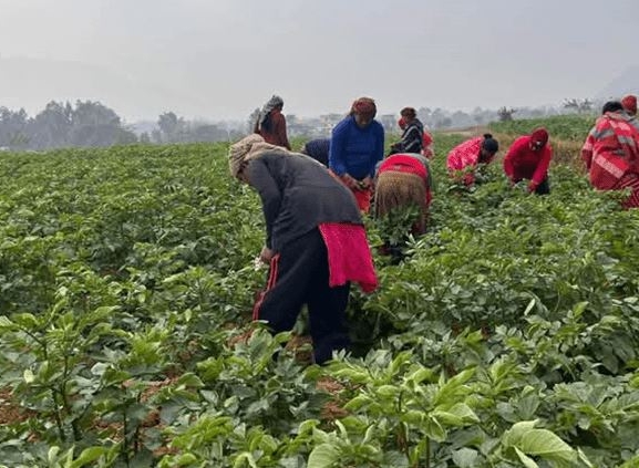 स्याङ्जाको २ हजार ४०० रोपनीमा व्यावसायिक आलु खेती