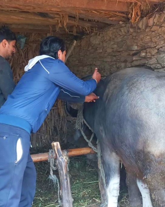 बागलुङमा एक लाख ९३ हजार पशुचौपायालाई खोप