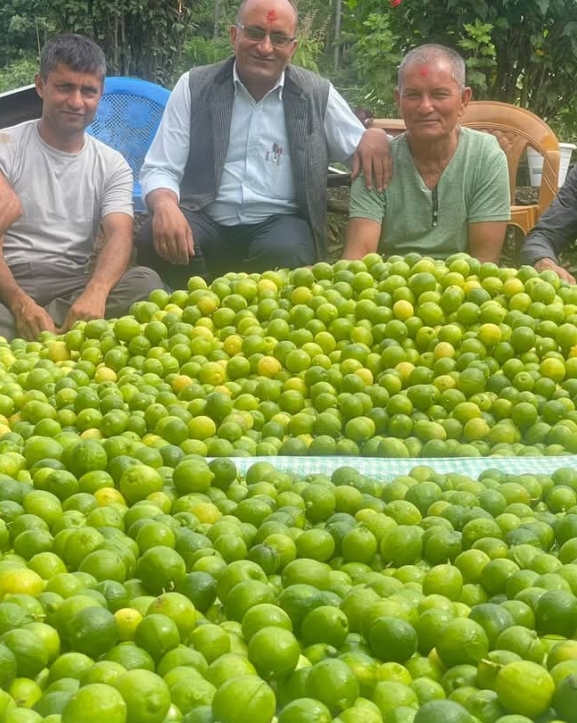 कागती खेतीबाट मनग्य आम्दानी