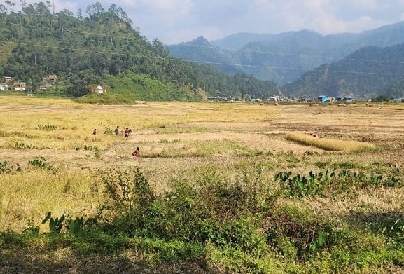 बेमौसमी वर्षाले धान बालीमा क्षति