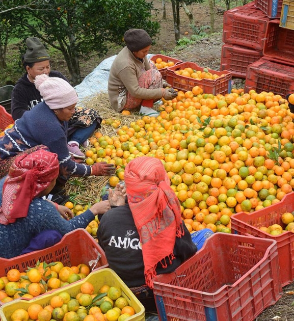सुन्तला बेचेर तनहुँका कृषकले भित्र्याए करोडौँ