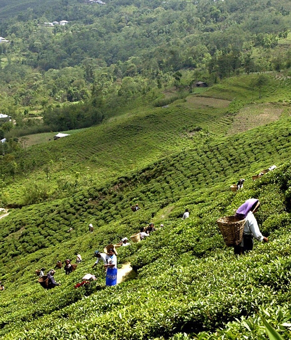 चिया उद्योगमा ३० लाख बढी अस्थायी कामदार, पाउँदैनन् न्यूनतम ज्याला र सुविधा