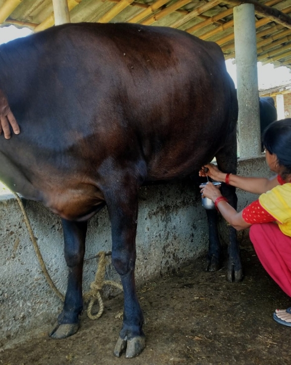 सर्लाहीमा गाईले नब्याउँदै दिन थाल्यो दुध