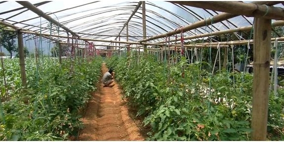 कञ्चनपुरकाे तरकारीमा खानै नहुने मात्रामा विषादीको अवशेष