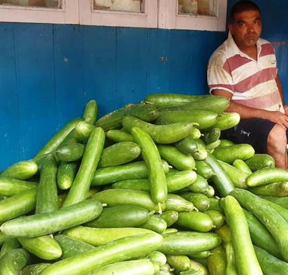 काँक्रा खेतीले बदलियो इलामका किसानको जीवनस्तर