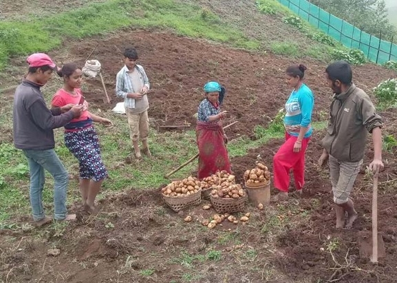 बाँझो जमिन उपयोग गरेर छ हजार केजी आलु उत्पादन