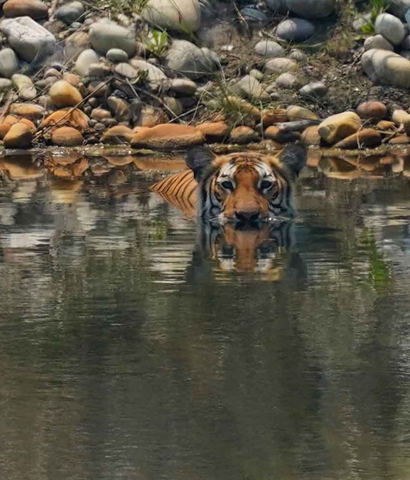 बढ्दो छ वन्यजन्तु–मानव द्वन्द्व, घोषणापत्रले छोएन