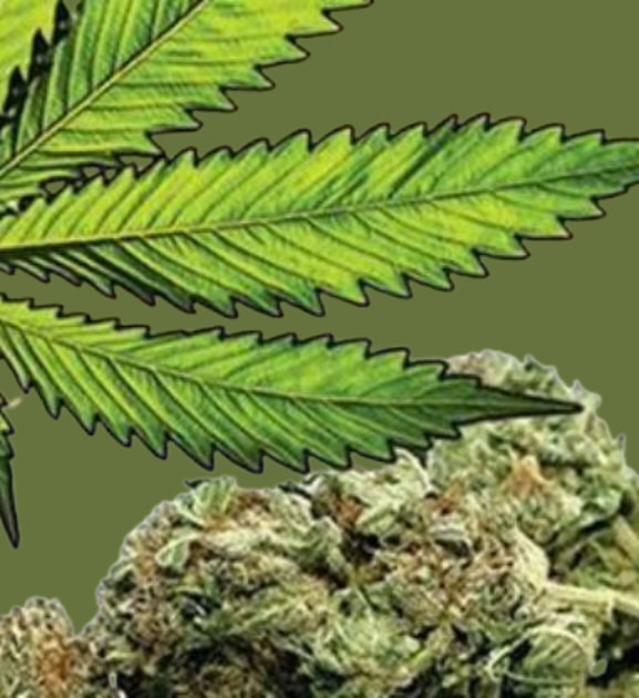 वेवारिसे अवस्थामा ९ सय  २१ किलो ६६ ग्राम गाँजा बरामद 