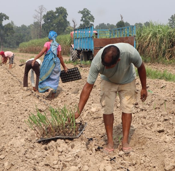 खेतीमा प्रविधिको प्रयोगले बढायो आम्दानी