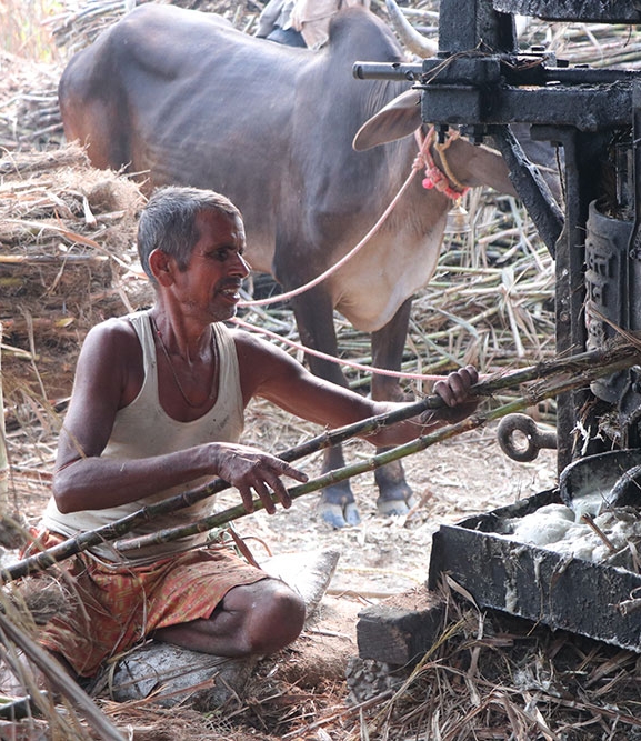 ‘सख्खर जस्तै गुलियो व्यापार’