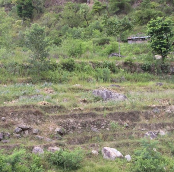 सिँचाइमा क्षति पुग्दा बाँझिए खेतबारी
