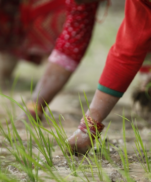 गण्डकीमा ९६ प्रतिशत रोपाइँ