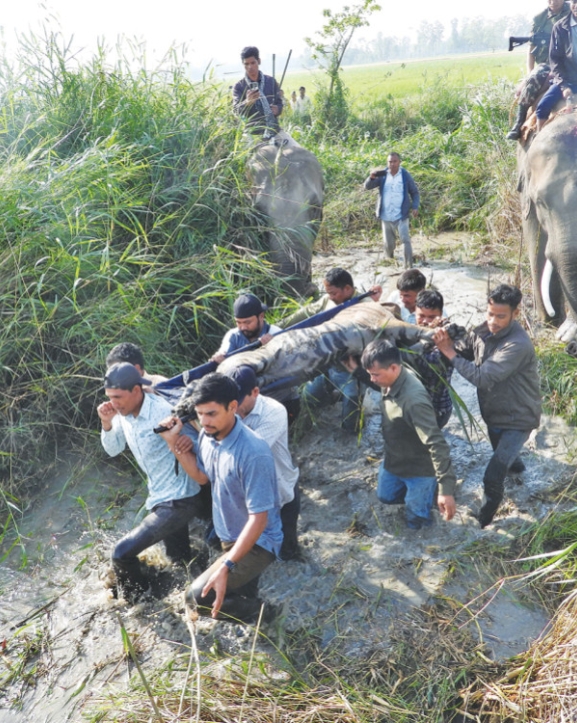 महिलामाथि आक्रमण गर्ने बाघ नियन्त्रण