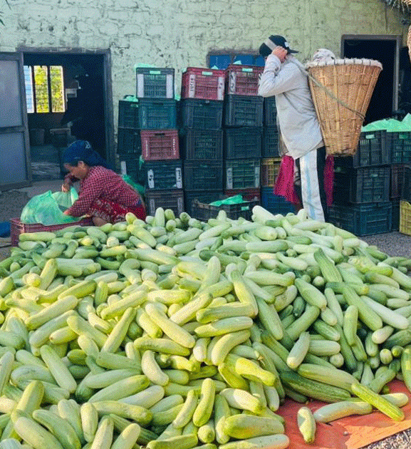 हुप्सेकोटका तीन हजार किसान काँक्रा बेचेर कुस्त कमाउँदै