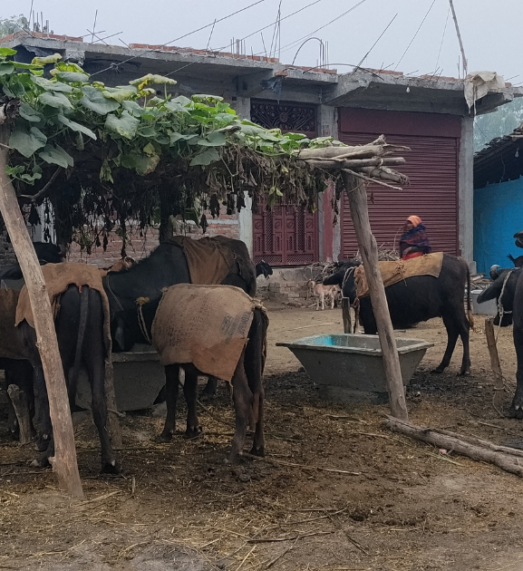 स्थानीय सरकार शीतलहर पीडितप्रति उदासिन 