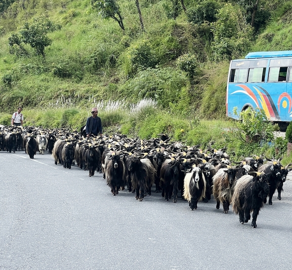 च्याङ्ग्रा व्यापारीको यात्रा : रारादेखि फेवा तालसम्म