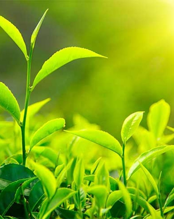 भारतीय अवरोध हटेपछि चियाको निर्यात पुनः सुरु