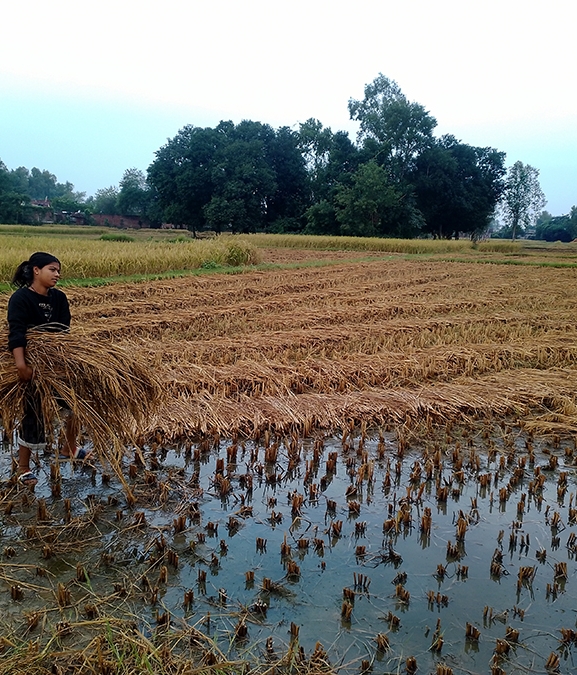 बेमौसमी वर्षाले बाँकेमा धान बालीमा क्षति