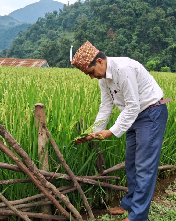 चेपाङ गाउँका खेतमा झुल्यो लहलह धान