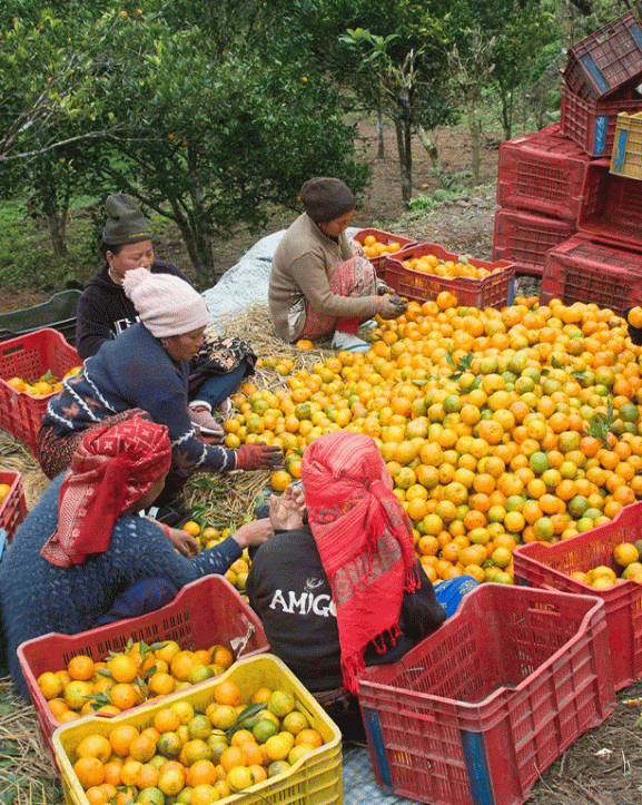 ‘कृषकलाई मौसमले ठग्दो रहेछ’