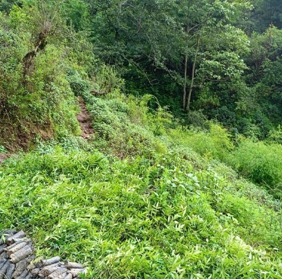 वन्यजन्तुबाट बाली जोगाउन नसकेपछि टिमुरखेती