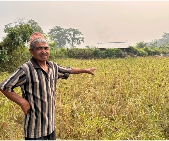 कोदोखेतीले धानेको खोरियागाउँ