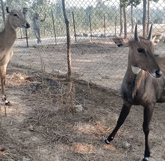 कटारीमा वन्यजन्तुको उद्धार तथा पुनःस्थापना केन्द्र स्थापना