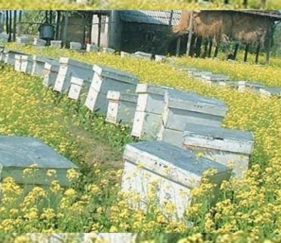 रामपुरमा बालीनालीमा  छरेको विषादीले  मौरी सखाप