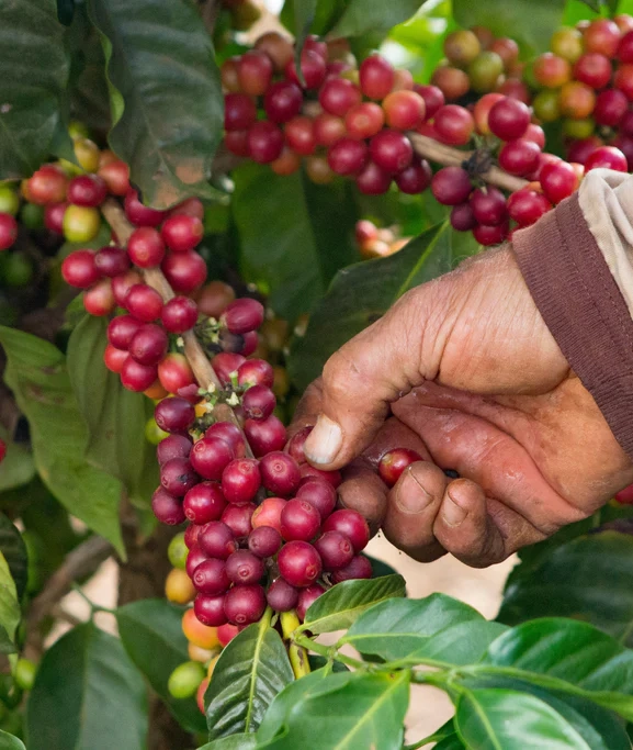 कफी उत्पादक किसानलाई ‘व्यावसायिक कफीखेती प्रविधि तालिम’