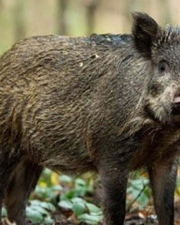 जंगली बँदेललाई पुनः एक वर्षका लागि कृषि हानिकारक वन्यजन्तु घोषणा