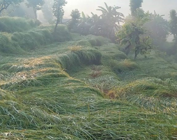 पर्वतमा असिनाले धानबालीमा क्षति, कृषक चिन्तित