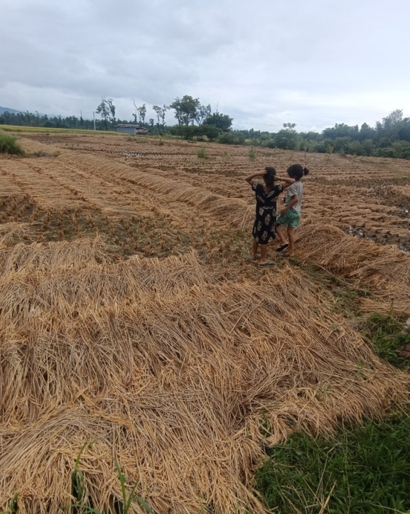 उदयपुरमा वर्षाले १० प्रतिशत धानबालीमा क्षति
