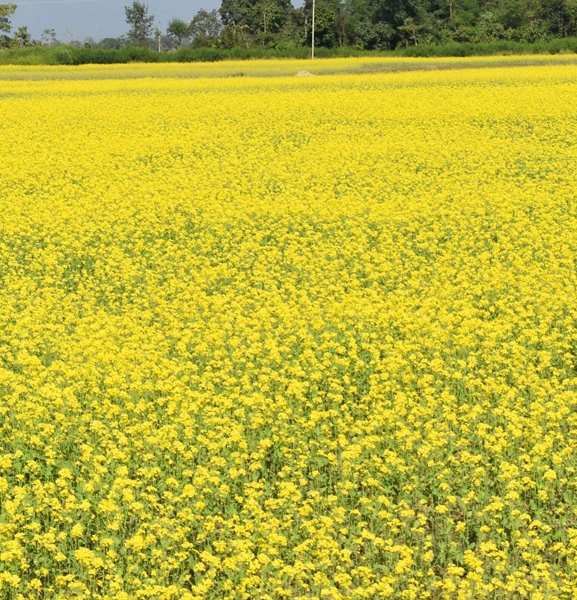 दाङमा तोरीखेतीको क्षेत्रफल र उत्पादन बढ्दै