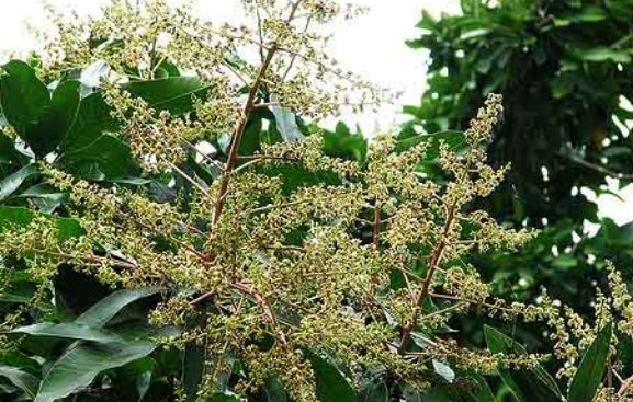 सामुदायिक वनमा फलफूल र जडीबुटीसहित बहुउपयोगी बिरुवा रोपण