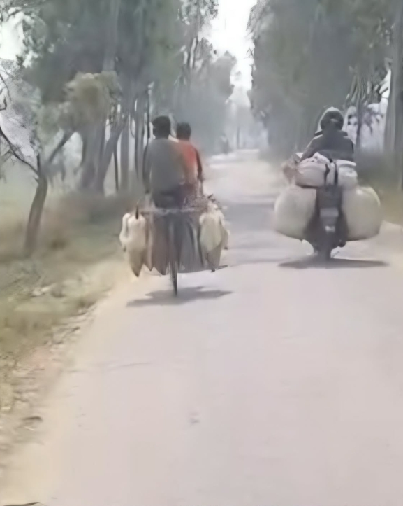 ​रामपुरखाप नाकामा सुरक्षा निकायको मौनताः भारतीय कुखुराको अवैध तस्करीले नेपाली किसान धराशायी