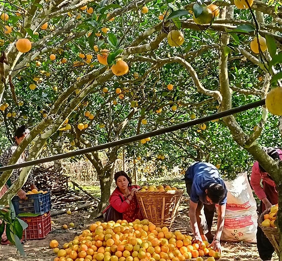 जुनारले बढायो समृद्धिको यात्रा