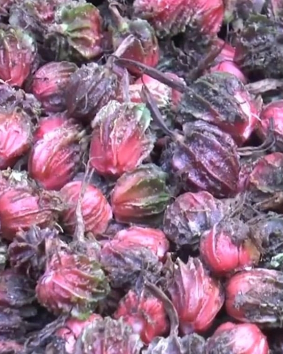 आठ अर्ब ६१ करोड बढीको अलैँची निर्यात