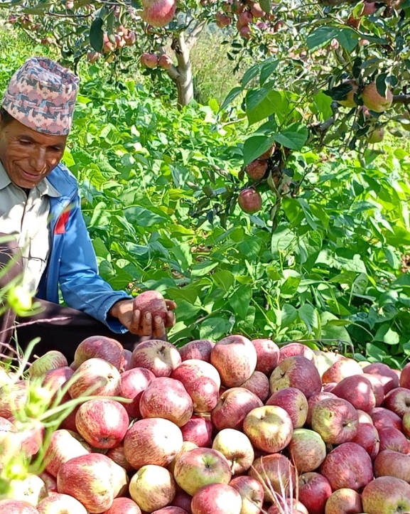 जुम्लाबाट पाँच हजार आठ सय ६२ मेट्रिकटन स्याउ निर्यात