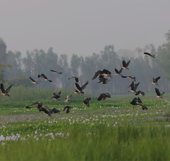 तालतलैयामा आगन्तुक चराको चहलपहल, जलपन्छी गणना सुरु