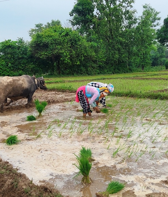 कञ्चनपुरमा ४८ प्रतिशत धान रोपाइँ