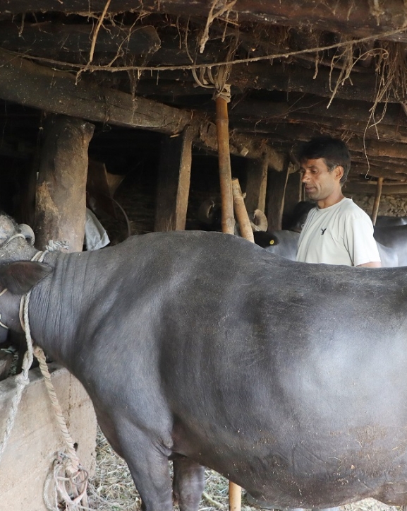 दूध बेचेर वार्षिक २० लाख कमाइ