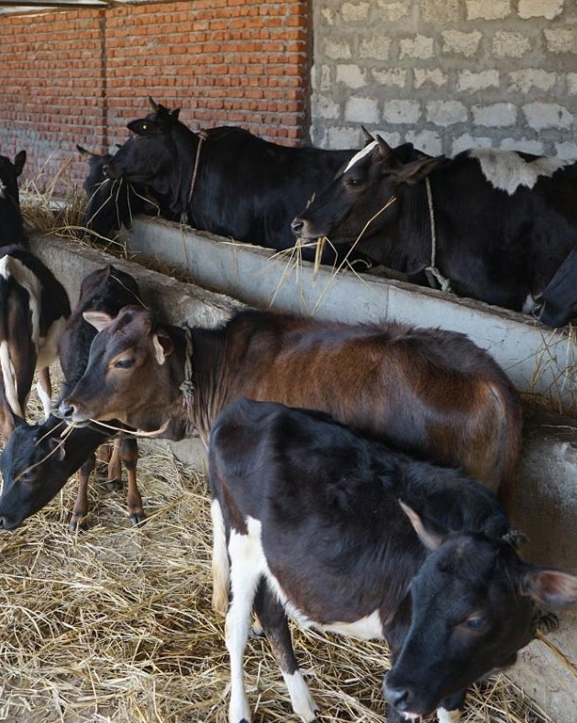 बागलुङमा राजमार्ग केन्द्रित कृषि तथा पशुपालन कार्यक्रम