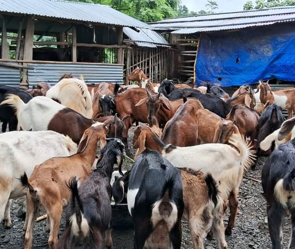 शिक्षण पेसा छाडेर बाख्रापालनमा रमाइरहेका राई