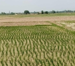 सिँचाइ अभावले रोपाइँ प्रभावित, किसान चिन्तित