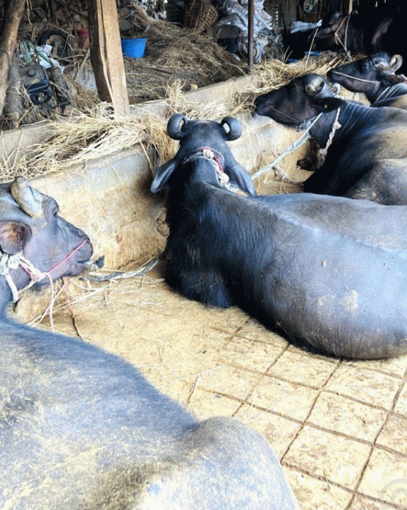 बागलुङका किसानले गराए ७०५ पशुको बीमा