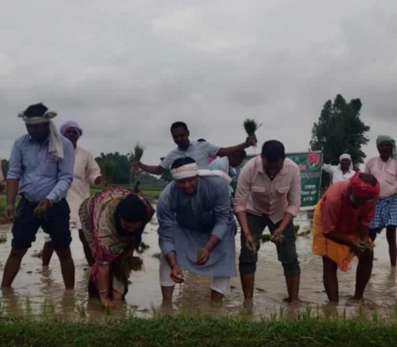 मधेश प्रदेशमा १५ प्रतिशतमात्र रोपाइँ